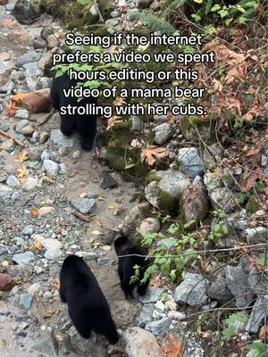 Just going to leave this sleuth of bears here. 👀 Checks notes, yep that's what a group of bears is called! Credit: @Rachel Barkman #explorebc #bear #bears #britishcolumbia As you may know, areas of British Columbia are currently dealing with wildfires. However, British Columbia is a very large and diverse province, and there are many areas that are not directly impacted, are open for business, and are ready to welcome guests. If you're travelling in BC, check our website for links to real-time wildfire conditions under "Know Before You Go" at www.supernaturalbc.com or see our link in bio. 