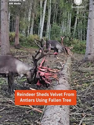 A reindeer was seen using a fallen tree to remove the velvet from its antlers. 🦌 By late summer, the antlers have calcified and no longer need the velvet that supported their growth.