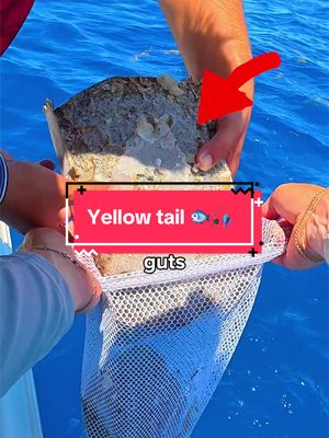 We Fished for Yellow Tail 🐟🎣 #fishing 