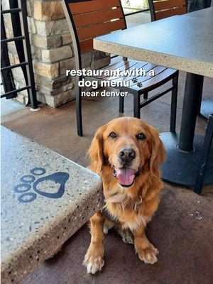 One thing about us — we’re finding food *immediately* after an adventure 😂🐶 #ad @Lazy Dog Restaurants has become one of our favorite post-hike stops — with a dog menu, cocktails, great food + a shaded dog-friendly patio. A winner all around 🐾  📍Lazy Dog (Highlands Ranch) #colorado #denver