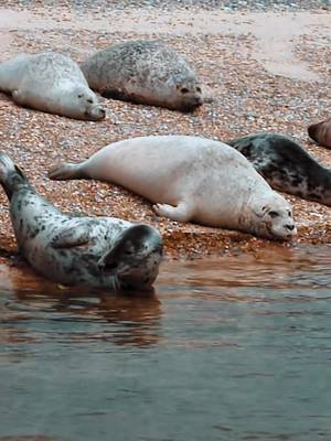 Summer in Norfolk: Hungry for Adventure?🌿 If you are craving big open spaces, crisp sea air, and a slower pace, it is time to escape. This summer, Come Hungry for the wild beauty of Norfolk.🌾 Trade the city noise for the soothing sounds of the coast. Walk the sea-worn paths, watch the famous seal colonies at Blakeney Point, or paddle through the quiet Broads. Feed your appetite for the outdoors and leave feeling completely renewed under our giant blue skies.✨ Discover Norfolk's best nature trails, wildlife spots, and coastal escapes here. https://visitnorfolk.co.uk/business/category/nature-wildlife 