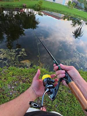 FISHING SOUTH FLORIDA CANALS FOR GIANT FISH⁉️ • • @dcfishingsupplies ZeusX handled the peacock & boat flip with ease, now we gotta put a REAL fish on it🔥 @Fishbrain  • • #fishing #florida #fyp  #peacockbass #tarpon 