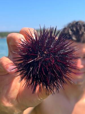 Sea Urchin