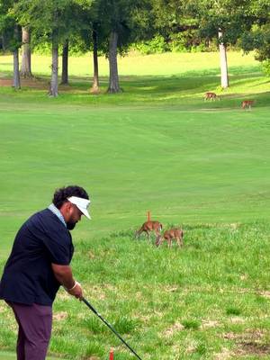 That was a close one.. But I can assure you no animals were harmed in the making of this video🦌🩵 #Malosigolf #Golf #fyp 