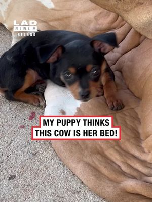 This cow has the patience of a saint 😂 #viral #Ireland #irish #irishtiktok #animals