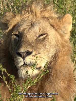 the coolest “set” I’ve ever been on! #NatGeoLion is now streaming!! 🦁🦁🦁 watch it on #natgeo #disneyplus or #hulu #nationalgeographic 