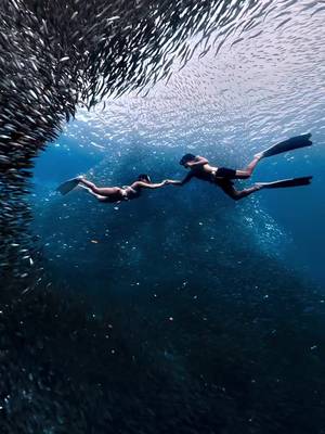 You & me, free diving together? 🤿 Dive into your next adventure at tourism.gov.ph/destination/central-visayas/cebu-province/ 📍Moalboal, Cebu 📹 Video by @Lexii  🎶 Maharani by ALAMAT #DiscoverMoreToLove #LoveThePhilippines