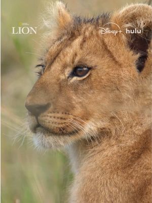 It takes a lot for a lion cub to gain their father's acceptance, but Kio has a plan. #NatGeoLION  