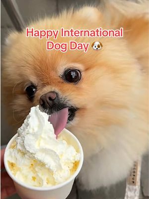 This #internationaldogsday we’re sharing 15 seconds of dogs enjoying ice-cream, because it’s summer after all 🍦 #puppies #dogs #icecream #dogtok  Videos from:  @Maple 🐾🎀  @coco.thefluffypom @WelshPetMumJess  @Tiny Chihuahua Cedric & Maya 