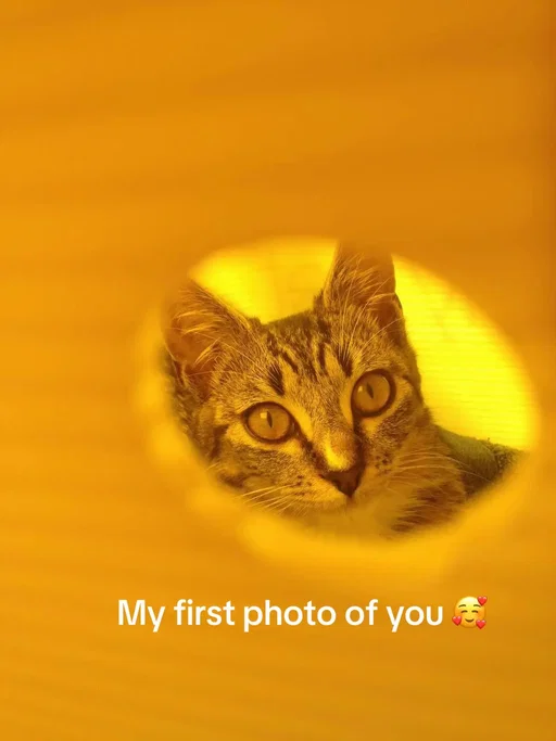 I met my cutie Mia girlie in 2012 at just 6 months old. She was the friendliest, loving girl. Would let anyone touch her belly, loved every lap. This was so unexpected and she crossed the rainbow bridge at 14 years of age 🌈  my soul kitty forever and ever. My favourite roommate. #petgrief 