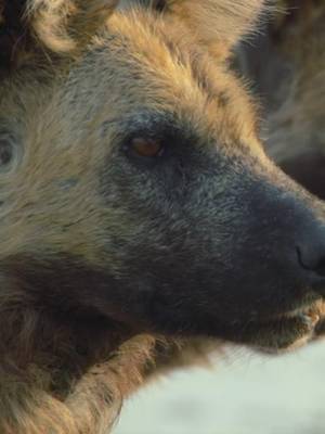 Water is a vital resource, and these African wild dogs are ready to fight for it. But sometimes, intimidation is all they need. 🎥: #SavageKingdom