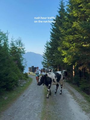 Watch for cow crossings @Ida 🐄 #trailrunning #austria #thenorthface 