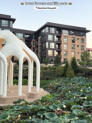 A couple more weeks left to see this at downtown Cary park 🪷 #cary #carync #raleighnc #visitnc 