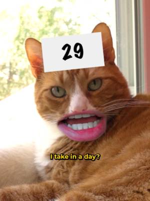 #FreshStepPartner safe to say he’s just a lil’ dramatic (except when it comes to using Fresh Step Heavy Duty, his favorite litter) @roblaltrello  #trending #catdad #guessthenumber #catsoftiktok