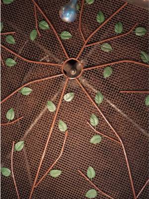 Amid the buzz and whir of our roasting floor, themes of a coffee tree emerge that reminds us of the natural ingredient we work with every day. The coffee tree must be cared for under precise conditions in order to grow cherries. We roast these coffees with intention in order to pass on the unique taste of each origin to your cup. #coffeetok #coffeeroasting #specialtycoffee #i#intelligentsiaintelligentsiacoffee