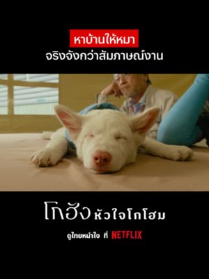 จะเลี้ยงโกฮังทั้งทีโปรไฟล์ต้องเริ่ด #NetflixThailand #โกฮังหัวใจโกโฮม #ดูไทยหนำใจที่Netflix #หนังไทย #เรื่องนี้ต้องดู #บันเทิงTikTok