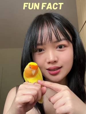 Replying to @ᝰ.ᐟ𝘋𝘹𝘪𝘰 #answer 🐥🐣 #lovebird #PetsOfTikTok 