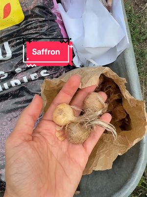 planting our condiments ✨saffron✨