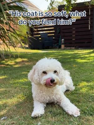 What’s your doggie’s favourite recipes? 🐶  #butchersdogfood #dogfood #dogsoftiktok #dogtok 