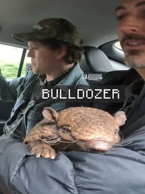 I tested pet friendly Ubers with an Armadillo 
