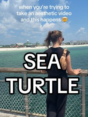 still buzzing over how magical this was 🤭🐢 #okaloosaisland #okaloosaislandpier #fortwaltonbeach #seaturtle #destinflorida 