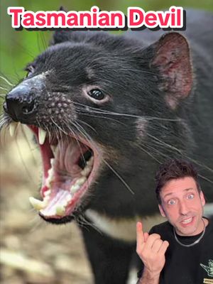 @colossal Dropped some GREAT news for the Tasmanian Devil #tasmaniandevil 