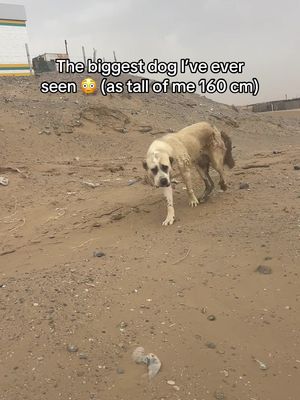 Found this dog in the Turkmen desert 🏜️😱🇹🇲 #solotravel #explore #backpacking #centralasia #fyp 