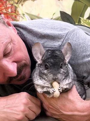 The world’s softest animal almost disappeared because of its fur. Chinchillas have the densest fur of any land mammal, with up to 80 hairs growing from a single follicle. Their fur is so dense that fleas can’t survive in it. Instead of water, they bathe in volcanic ash to stay clean. These tiny fluffballs are also built for extreme conditions, living in the Andes at elevations of up to 16,000 feet. But wild chinchillas remain critically endangered due to hunting and habitat loss. Follow for more animal encounters. #chinchilla #cuteanimals #animalencounters #AnimalFacts #wildlife 