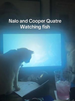 Nalo and Cooper Quatre watching fish on my computer.  #catsoftiktok 