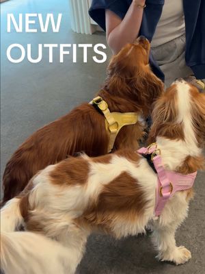 Cavology spoiled these 2 stars 🐶⭐️ #cavalier #cavalierkingcharles #puppiesoftiktok #dogsoftiktok #cavalierkingcharlesspaniel 