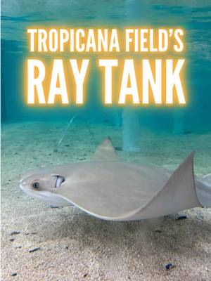 Here’s an up-close look at the iconic ray tank inside Tropicana Field, home of the Tampa Bay Rays! 🐟⚾️ #MLB #baseball #ballpark #raysbaseball #tropicanafield 