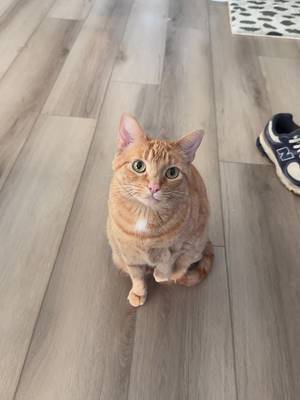 I’m the problem #orangecatbehavior #catsoftiktok #orangecat 