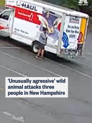 Three attacks by an aggressive wild animal were reported in New Hampshire, police said.