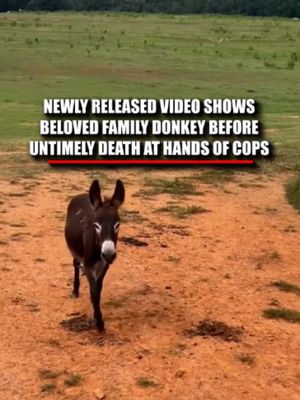 WATCH: Newly released footage of HeeHaw, the beloved family donkey, shows him excitedly running up to his owner prior to his tragic death. "Every time he saw somebody, he would run up and bray." The baby donkey’s owner, Hannah Israel, says the moment captures exactly who HeeHaw was. HeeHaw was later shot and killed by a Georgia police officer after officers entered the pasture while searching for a missing child who was later found at a nearby church. Israel has since hired an attorney as she seeks justice for the beloved donkey she says was like a son to her.
