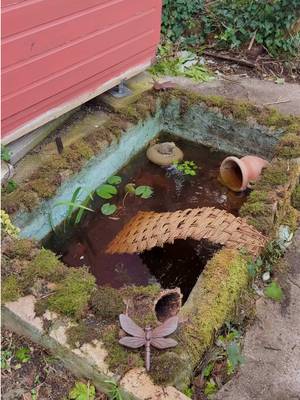 Transforming a neglected pond in to a wildlife paradise-ramshorn snail edition 🐌🫧 #wildlife #wildlifepond #pond #ukgarden #snails 