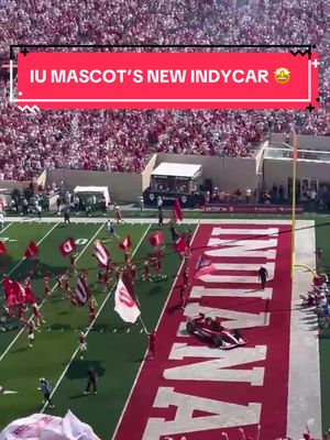 Full approval on Hoosier the Bison's whip 🤘 #INDYCAR #racing #indianauniversity 
