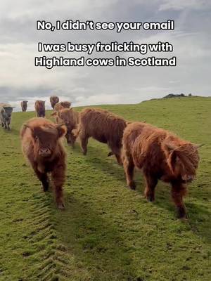 How your email finds me: avoiding all responsibilities by frolicking with Highland cows in Scotland 🤭🐮 📍 @kitchen_coos_and_ewes, Dumfries & Galloway #Scotland #VisitScotland #ScotlandTravel #ExploreScotland