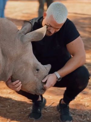 Do you like Rhinos?