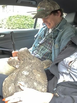 Testing pet friendly Ubers with a giant lizard 