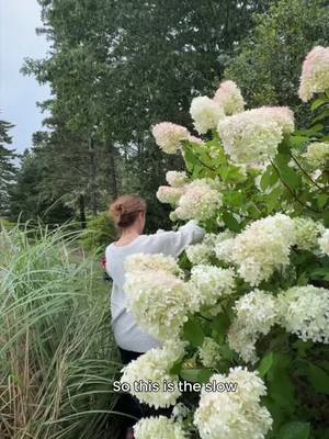 Preserve your hydrangea blooms with the slow dry method! #hydrangeas #driedflowers #hydrangeaflowers #hydrangeaseason 