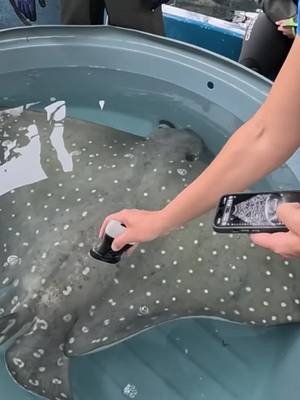 Watch the incredible moment three Eagle Ray pups are born here at Sea World! With mum Scarlett nearing her due date, the Sea World veterinary and aquarist teams were conducting her routine pregnancy check-up in a holding tub when, during the process, she gave birth to two females and one male. Sea World veterinarian Dr Claire Madden assisted with the birth, with the third pup arriving headfirst. We’re pleased to report that mum and all three pups are healthy, with Scarlett now settled back with the other rays who reside at Shark Bay.🦈💙 Watch the full video on our YouTube!