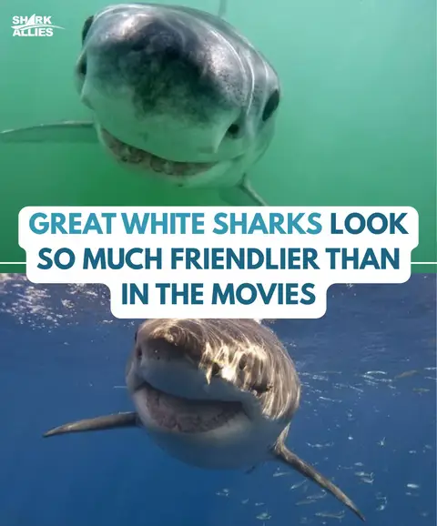 Don’t listen to Jaws, great white sharks have the best smiles in the oceans! - #greatwhiteshark #sharks #cute #animals #oceanlife 