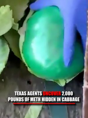 Agents start peeling apart a shipment of cabbage in South Texas and find something packed inside: more than 2,000 pounds of meth. The DEA says the massive seizure unfolded in the Rio Grande Valley, with the drugs concealed inside the cabbage shipment. The bust is part of a Homeland Security Task Force investigation involving the DEA, HSI, FBI, CBP, Border Patrol, and Texas DPS. Authorities have not publicly identified where exactly the seizure took place.