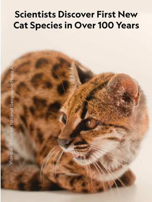 New cat alert! A call from a wildlife sanctuary about a "weird cat" has led to the first new cat species discovered in over 100 years. Smaller than an average housecat and covered in leopard-like spots, the cat species—proposed name Leopardus tilcayo—lives in Bolivia’s Yungas forest ecoregion, and very little is known about its day-to-day life in the wild. Its discovery is redrawing the branches of the cat family tree, and researchers hope the methods used to identify it could be used to find even more new cat species around the world. Learn more about this feline surprise at the 🔗 in bio.