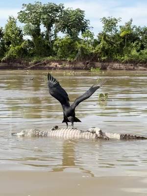 On safari in the Pantanal, photographer Sandesh Kadur noticed a black vulture in the middle of the water. "I wasn't sure what was going on, so our amazing Boat Guide, Branco, veered towards the vulture. That’s when I saw a dead caiman floating on the water's surface. The single vulture that had landed on it was trying in desperation to feed on the carcass, but the log-rolling caiman proved to be quite the challenge—like trying to eat while on a treadmill."