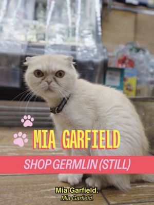 Reunited with Mia Garfield on the Upper East Side 💛 @MICHELLADONNA  Ft. @adultsfx  #bodegacats #lasagna #nyccats #adults