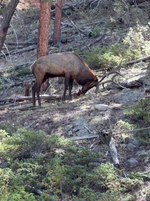 Piss. Bugle. Repeat. September is a hell of a drug. 🎥: Ray Fetherman #meateater #elktok #elk #september