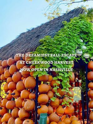 OPEN TODAY! 🍂 ✨    Fall has officially arrived at #Cheekwood with more than 100,000 pumpkins, colorful seasonal displays, the return of Pumpkin Village, and the debut of the new Marigold River. Come soak up the season at Cheekwood Harvest through November 1! 🎃 🌼   #Nashville #MusicCity #CheekwoodHarvest #fyp 
