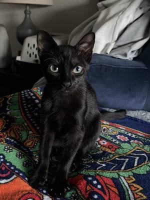did someone say kitty!! 🐈‍⬛ #kitty #adoption #blackcats #blackcat #petsmart  @PetSmart @TexasCARES 