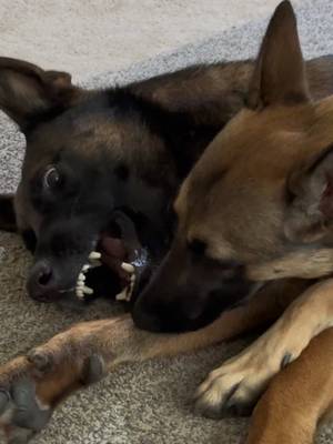 Big Malinois Eats little Malinois #dogbites #Malinois 